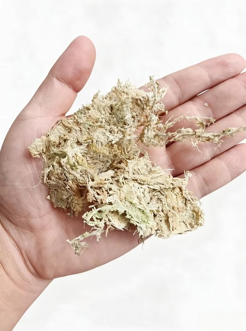 Sphagnum Moss Dry - Lumut Sphagnum Berkualitas Tinggi untuk Anggrek,
