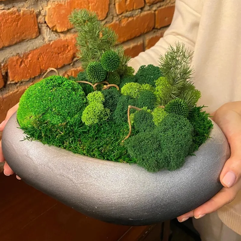 Rumput Lumut Hidup Abadi, Rump - Sphagnum Moss Dry ulasan dan harga