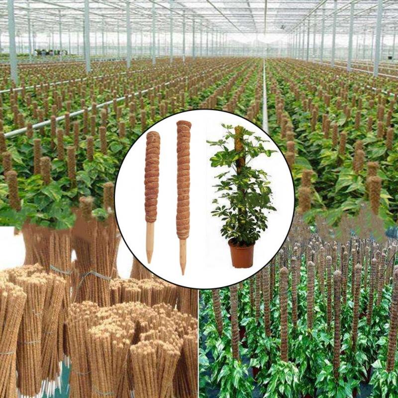 Tiang Totem Sabut Kelapa 30/40 - Sphagnum Moss Dry ulasan dan harga