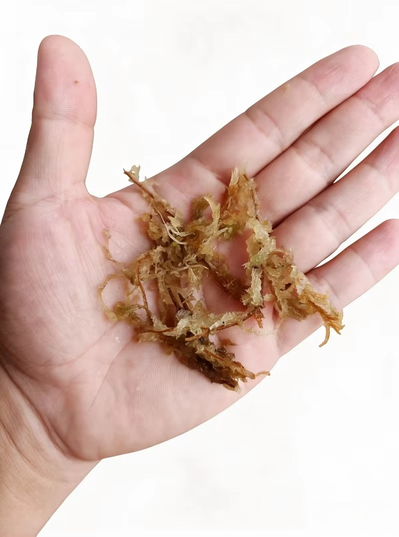 Lumut Sphagnum Berkualitas Tin - Sphagnum Moss Dry ulasan dan harga