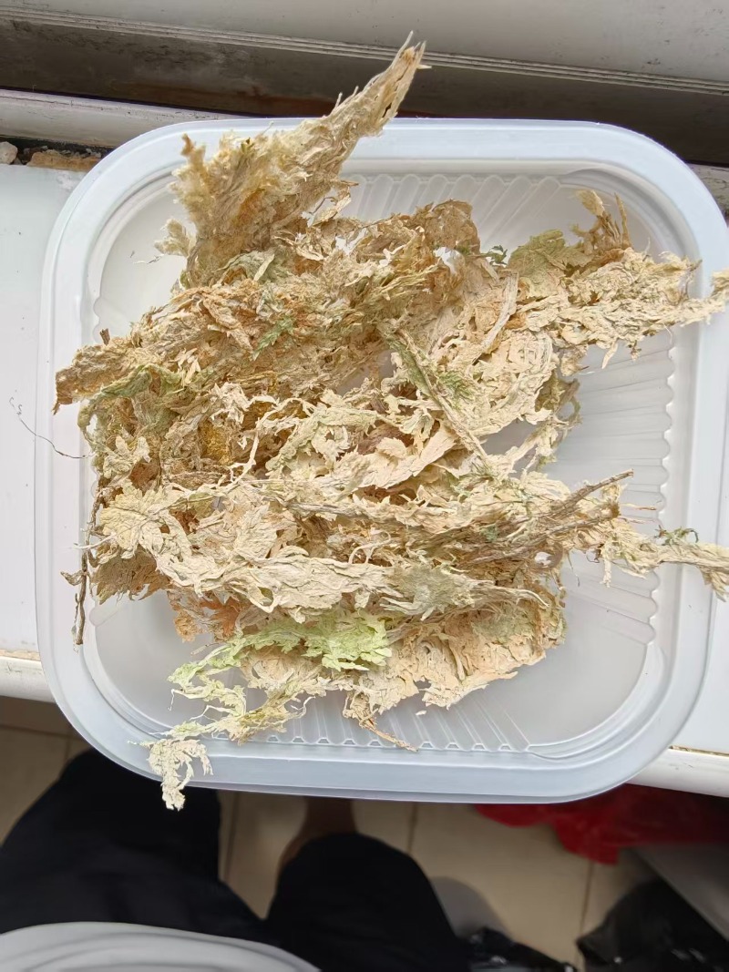 Lumut Sphagnum Berkualitas Tin - Sphagnum Moss Dry ulasan dan harga