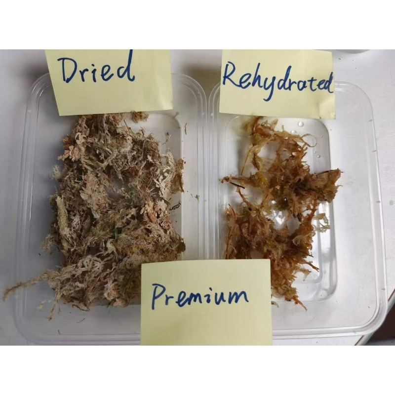 Lumut Sphagnum Berkualitas Tin - Sphagnum Moss Dry ulasan dan harga