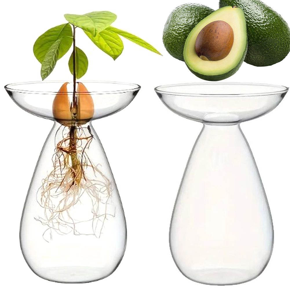 Vas Penyemai Biji Alpukat Tran - Propagation Station Vase ulasan dan harga