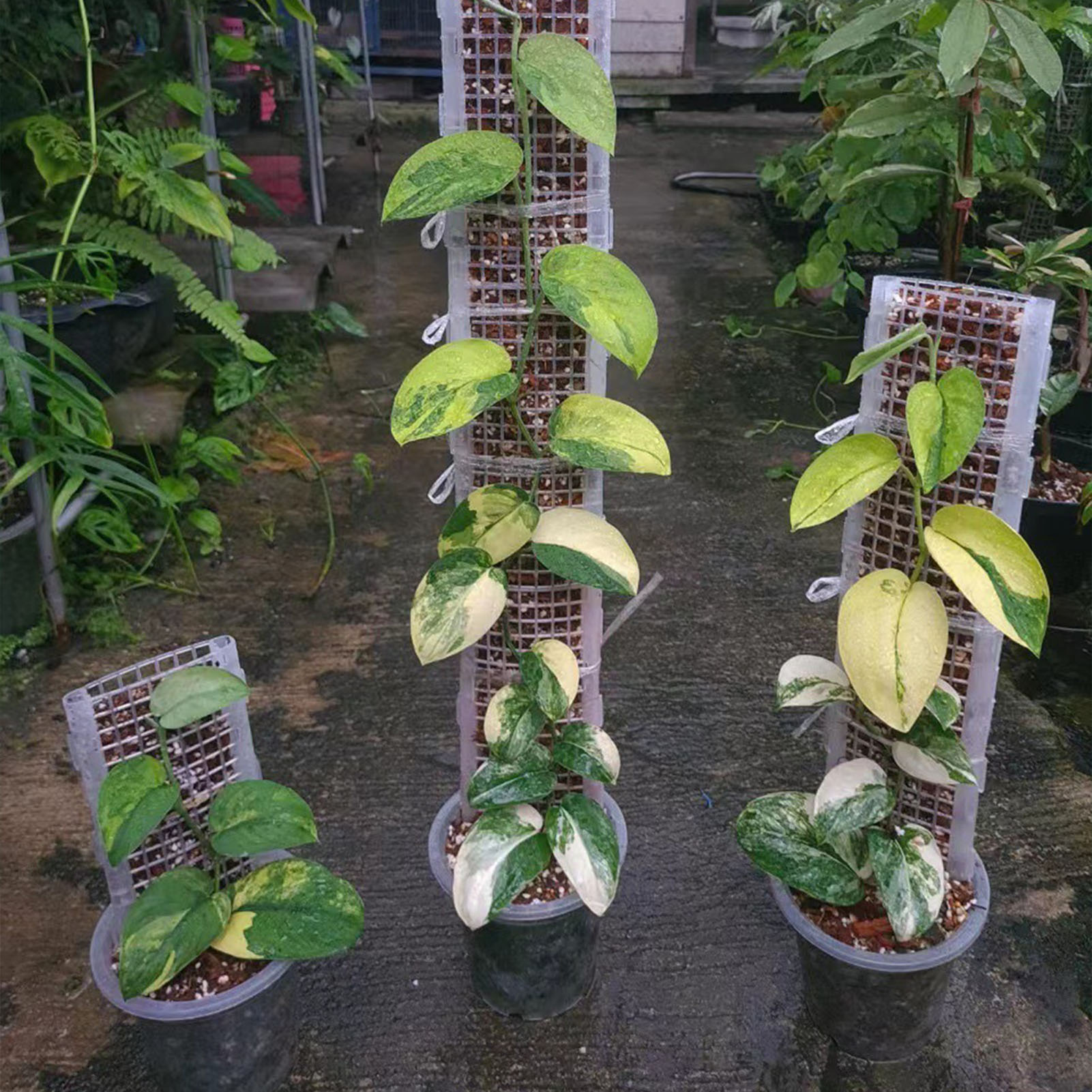 Tiang Lumut Plastik 30x12cm Be - Sphagnum Moss Dry ulasan dan harga